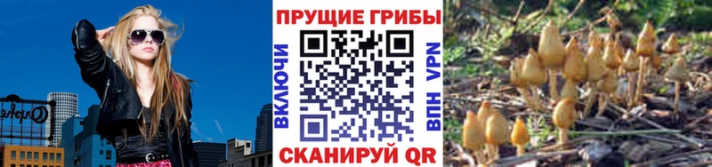 Псилоцибиновые грибы мицелий  Купить  Екатеринбург 